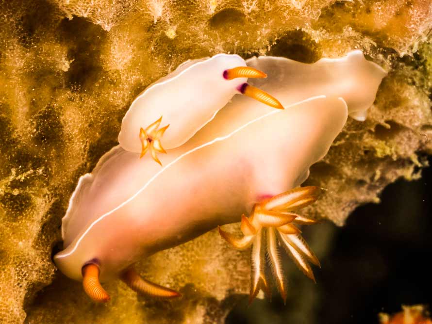 Hypselodoris bullocki